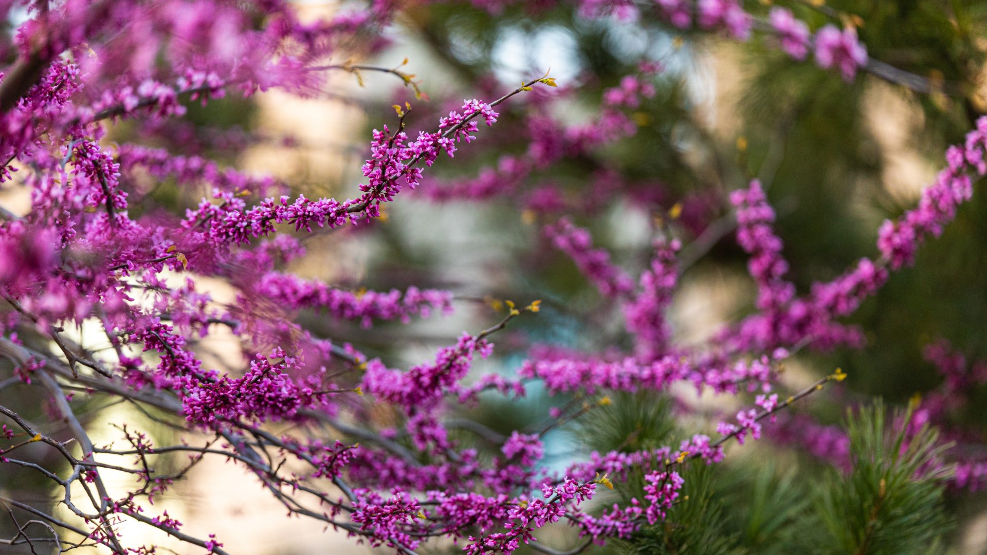 Sunset on Loyola’s Lake Shore Campus, April 27, 2023. (Photo: Lukas Keapproth)