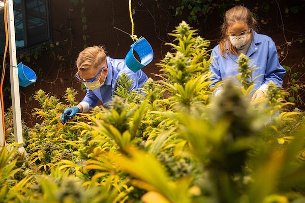 Kevin Erikson, director of Urban Agriculture in the School of Environmental Sustainability, works with his student assistant, Chloe Lilliston, on cultivating hemp in the SES greenhouse to measure the plants' ability to remove industrial toxins from soil. (Photo: Lukas Keapproth)
