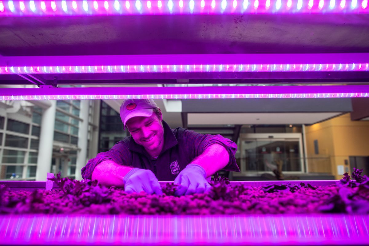 Urban Agriculture Coordinator Kevin Erickson thins growing salad greens in the Biodome at IES. During the COVID-19 crisis Erickson has maintained the various plants and animals integral to the urban agriculture program at Loyola. (Photo: Lukas Keapproth)