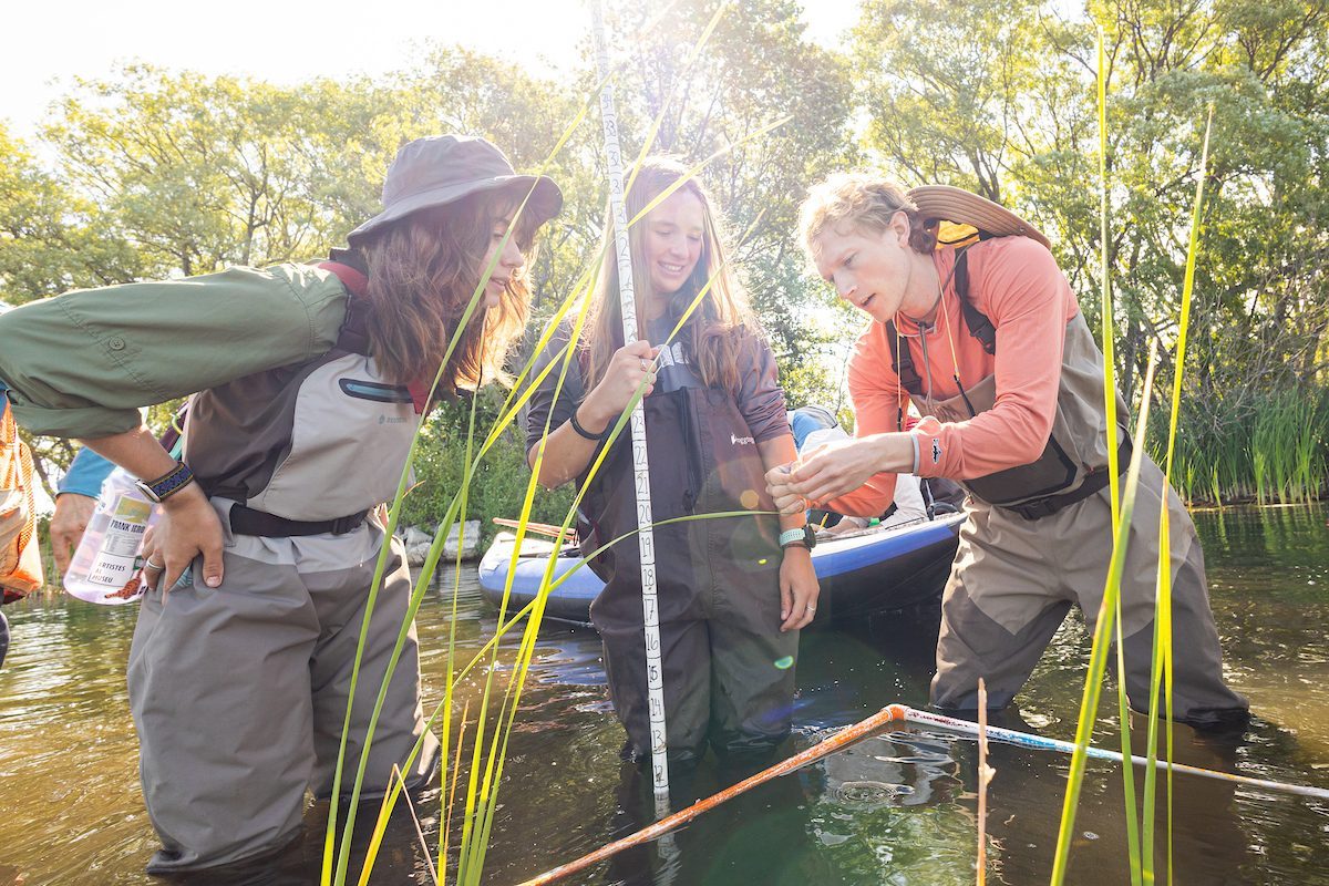 Three people stand in knee-deep water wearing overalls and examine a plant